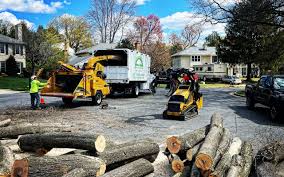 Best Commercial Tree Services  in Phillipsburg, NJ