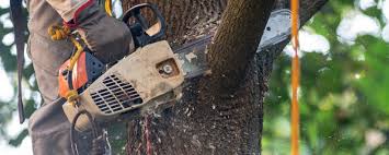 Best Hazardous Tree Removal  in Phillipsburg, NJ