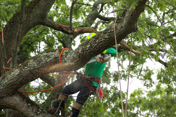 Seasonal Cleanup (Spring/Fall) in Phillipsburg, NJ