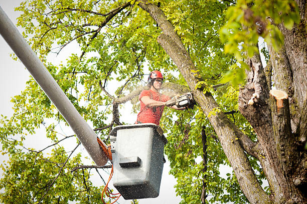 Phillipsburg, NJ Tree Services Company