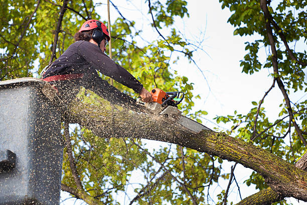 Best Lot and Land Clearing  in Phillipsburg, NJ