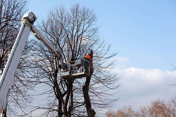 Best Tree Cabling and Bracing  in Phillipsburg, NJ