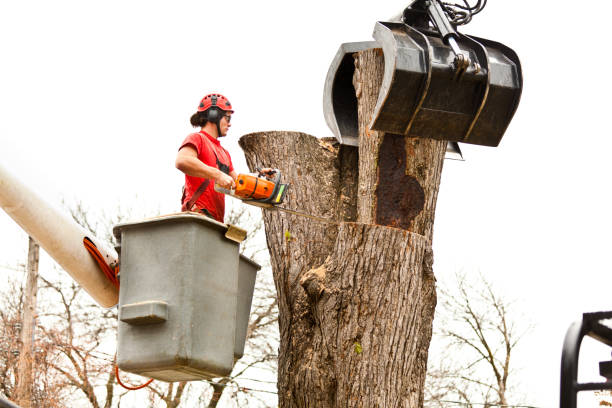 Best Tree Removal  in Phillipsburg, NJ